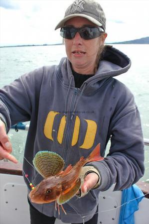 2 lb Tub Gurnard by Annie