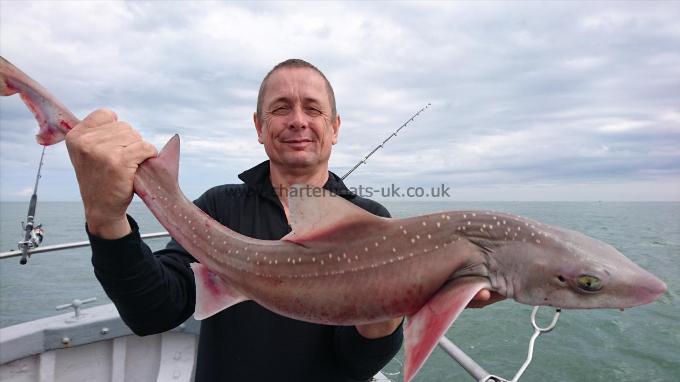 11 lb 2 oz Starry Smooth-hound by Unknown