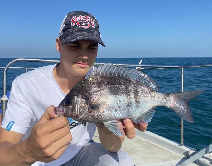 1 lb 5 oz Black Sea Bream by Unknown