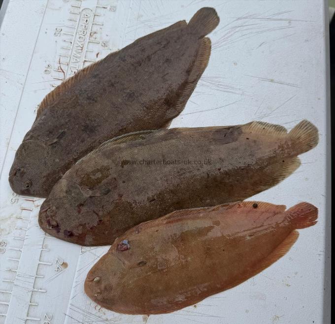 1 lb Dover Sole by Unknown