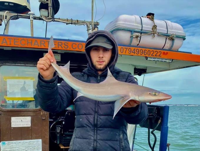 5 lb 5 oz Smooth-hound by Unknown