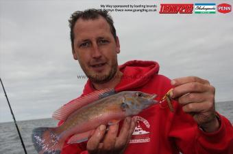 1 lb Cuckoo Wrasse by MArk