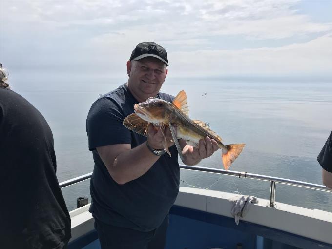 2 lb Red Gurnard by Marius