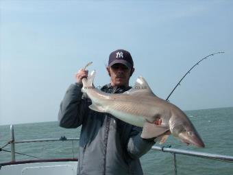 20 lb Smooth-hound (Common) by Carl Burns