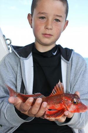 1 lb Red Gurnard by Coben