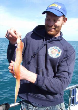 2 oz Red Band Fish by Pieter Beelen