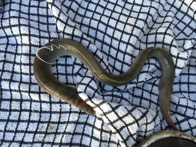 1 lb European Eel by Unknown