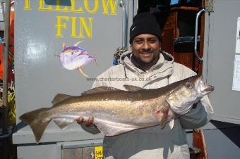 14 lb 6 oz Pollock by Ray