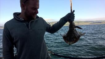 4 lb Spotted Ray by Stephen Wake