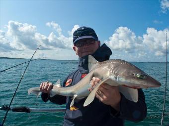 12 lb Starry Smooth-hound by Bubs