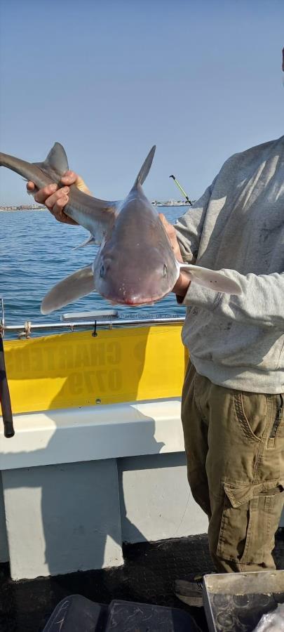 8 lb Smooth-hound by Unknown