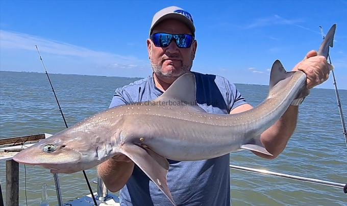 12 lb 10 oz Starry Smooth-hound by Steve