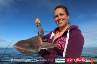 6 lb Starry Smooth-hound by Sdeff