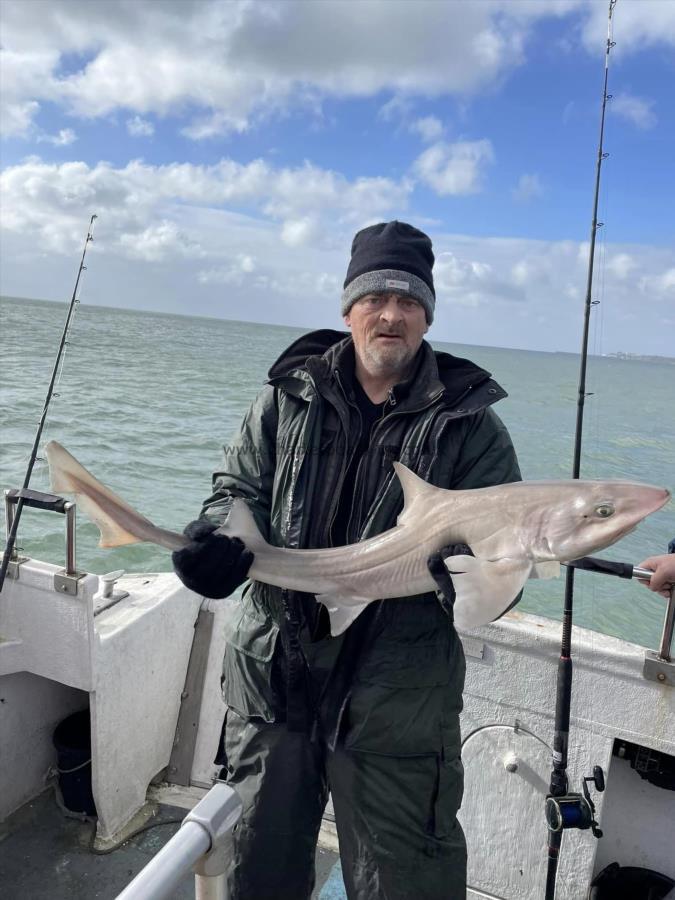12 lb 4 oz Smooth-hound (Common) by Unknown