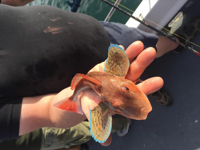 1 lb Tub Gurnard by Unknown