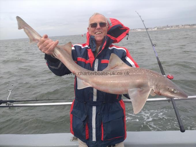 12 lb Starry Smooth-hound by Graham