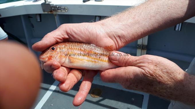 8 oz Red Mullet by Unknown