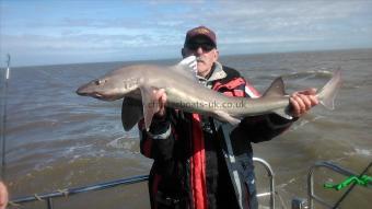 17 lb Smooth-hound (Common) by dave marsh
