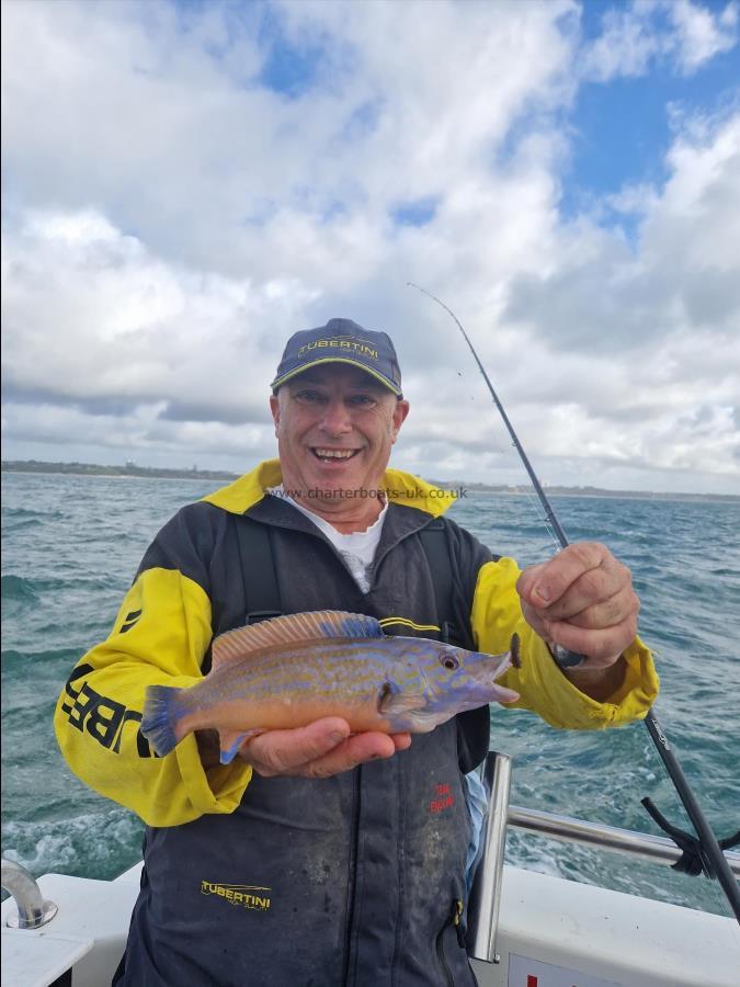 1 lb Cuckoo Wrasse by Paul