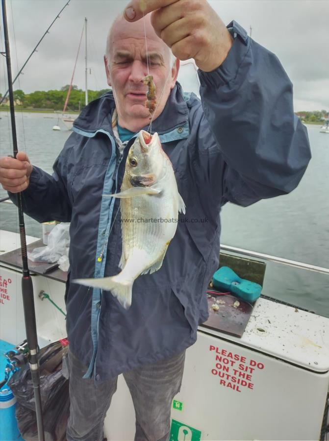 2 lb Gilt-head Sea Bream by gulthead