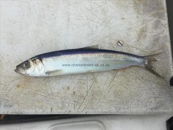 7 oz Herring by Unknown