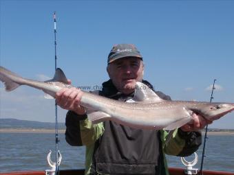 10 lb Smooth-hound (Common) by Clive Marsh