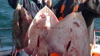 7 lb Thornback Ray by Matt