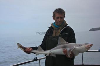 13 lb Starry Smooth-hound by Dave