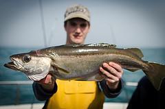 9 lb Pollock by Lewis Hodder