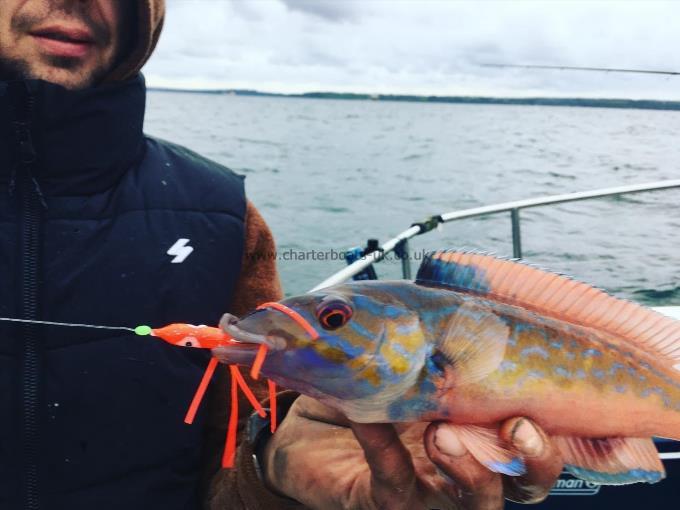 1 lb 4 oz Cuckoo Wrasse by Unknown