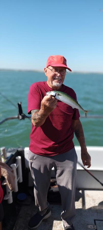 1 lb Mackerel by Terry