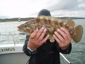 3 lb 8 oz Ballan Wrasse by Keith