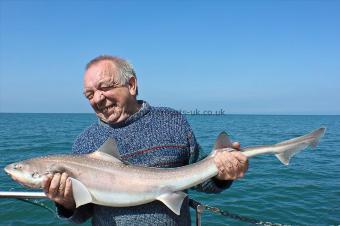 16 lb Starry Smooth-hound by Terry