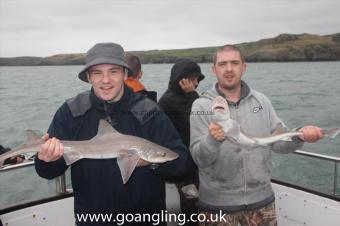 4 lb Starry Smooth-hound by Kenny and Dave