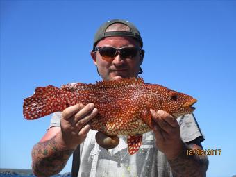 3 lb 8 oz Ballan Wrasse by Unknown