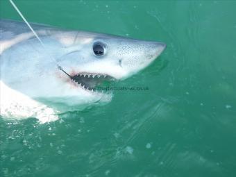 130 lb Porbeagle by simons