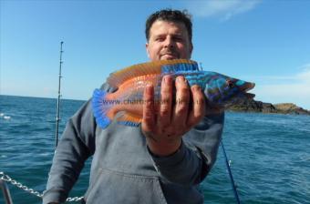 1 lb 2 oz Cuckoo Wrasse by Anthony