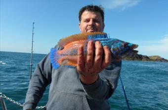 1 lb 2 oz Cuckoo Wrasse by Andy Truelove