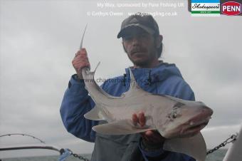 7 lb Starry Smooth-hound by Carl