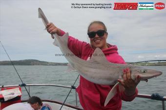 11 lb Starry Smooth-hound by Sdeff
