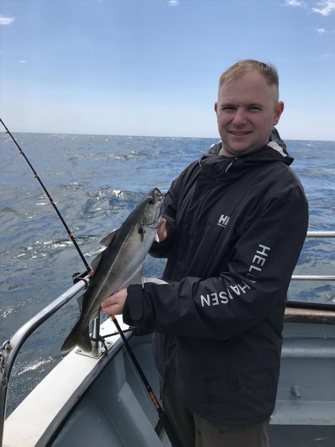 3 lb Coalfish (Coley/Saithe) by Unknown