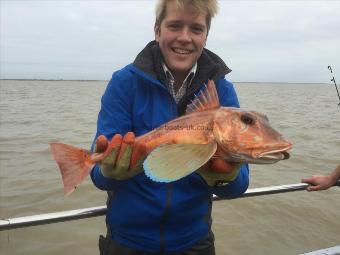 5 lb 5 oz Tub Gurnard by Oliver Moores tub gurnard