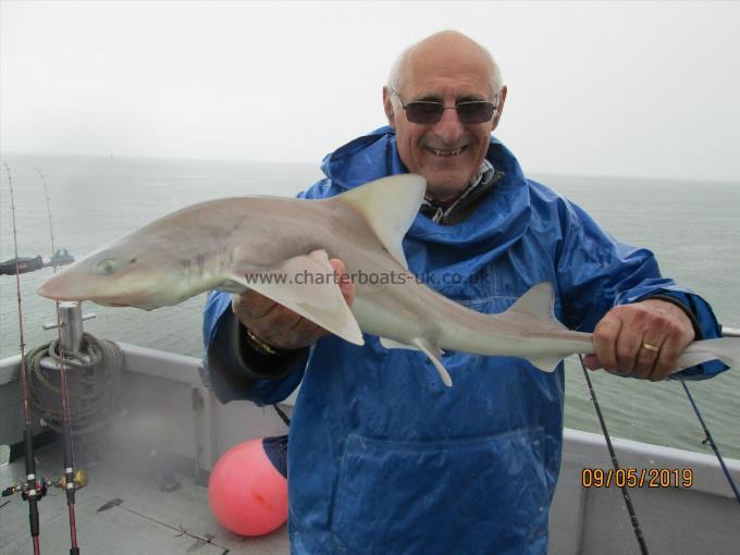 12 lb 5 oz Smooth-hound (Common) by Phil