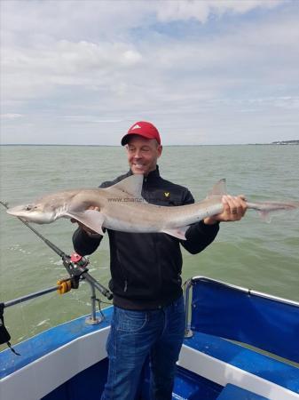 14 lb 1 oz Smooth-hound (Common) by Mason