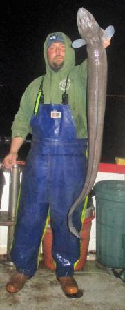 15 lb Conger Eel by Tim Smith Gosling