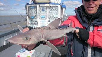 5 lb Starry Smooth-hound by Mick from Essex