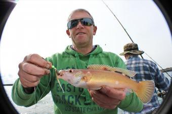 1 lb 8 oz Cuckoo Wrasse by Keith