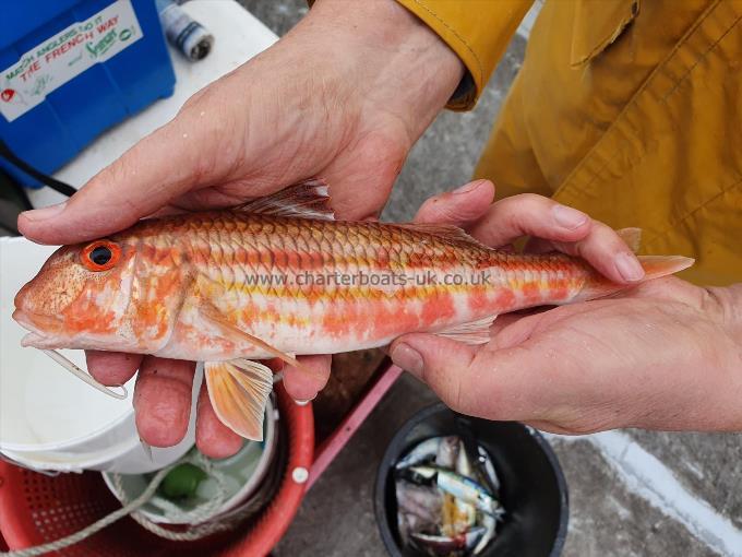 7 oz Red Mullet by Unknown
