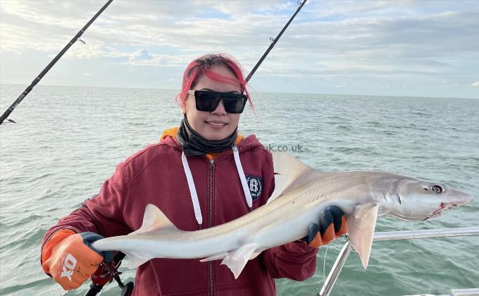 6 lb Smooth-hound by Unknown