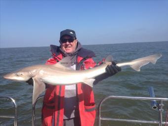 17 lb 3 oz Starry Smooth-hound by Paul Nichols